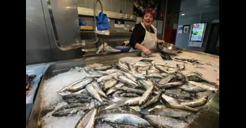España y Portugal empecipien los trabayos p'anovar el plan de xestión de la sardina ibérica a partir del 2027