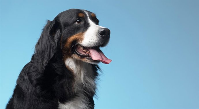 Enfermedades frecuentes en perros y cómo prevenirlas