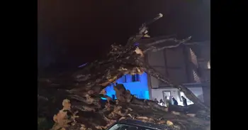 Cae un drago de más de 200 años en Los Realejos (Tenerife)