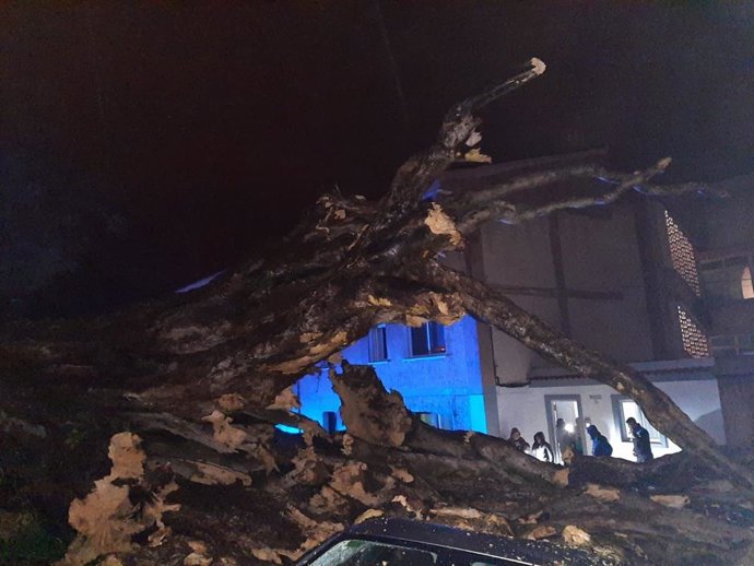 Caída del drago de San Francisco, en Los Realejos