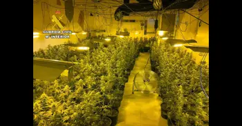 La Guardia Civil desmantela en Mazarrón un grupo delictivo que cultivaba más de 1.000 plantas de marihuana