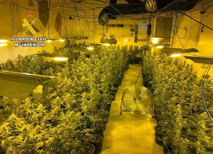 Sucesos.- La Guardia Civil desmantela en Mazarrón un grupo delictivo que cultivaba más de 1.000 plantas de marihuana