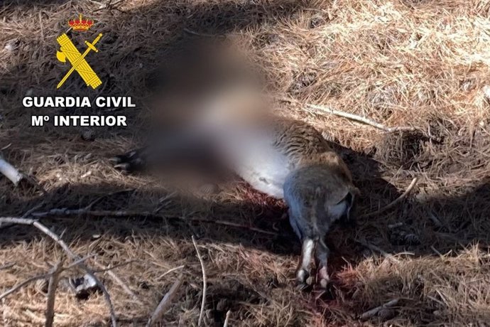 Cadáver de la cabra montes abatida.