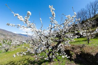 Archivo - Cerezos en flor en el Valle del Jerte en una imagen de archivo