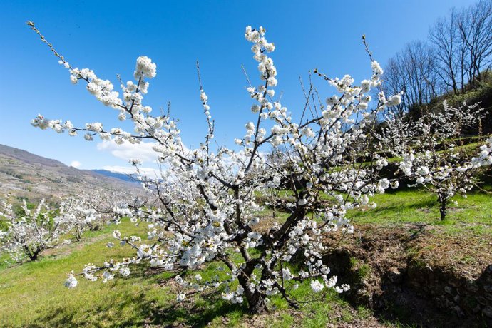 Archivo - Cerezos en flor en el Valle del Jerte en una imagen de archivo