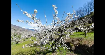 ¿Cuándo se teñirá de blanco el Jerte? La esperada predicción para la floración de los cerezos este 2026