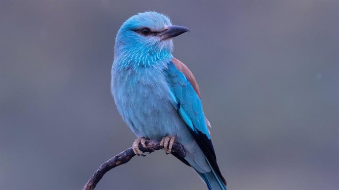 Ejemplar de carraca europea.