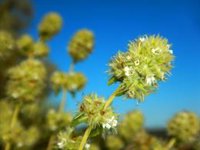 Técnicas genómicas de última generación desentrañan la compleja historia evolutiva de los tomillos blancos