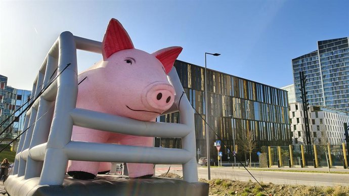 ONG esperan que el TJUE reconozca la "obligación" de Bruselas de fijar un calendario para prohibir jaulas en ganadería.