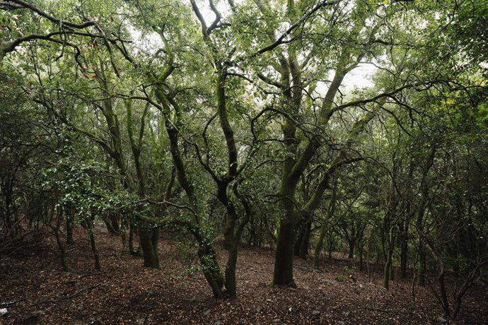 Archivo - Bosque mediterráneo en Catalunya.