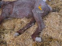 Investigado por maltrato animal el dueño de una explotación equina en Cártama (Málaga)