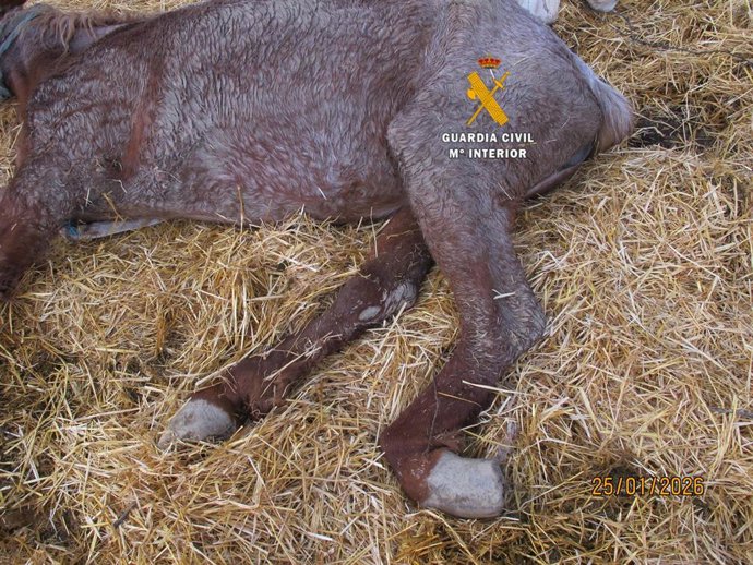 Yegua en estado de abandono y en condiciones críticas de salud