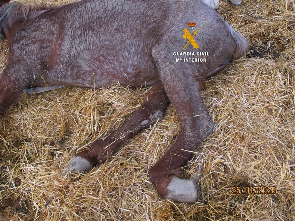 Yegua en estado de abandono y en condiciones críticas de salud