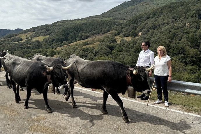 Archivo - Vacas.- Archivo