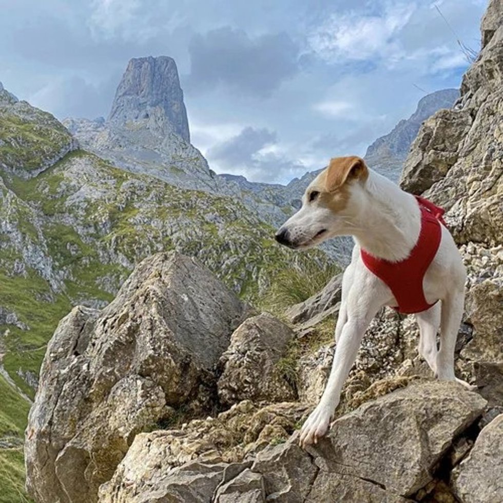 El perro Pipper en los Picos de Europa.