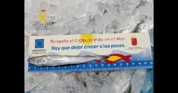 La Guardia Civil intercepta en Murcia una furgoneta con 20 kilos de merluza de talla inferior a la permitida