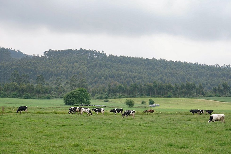 Archivo - Vacas pastando