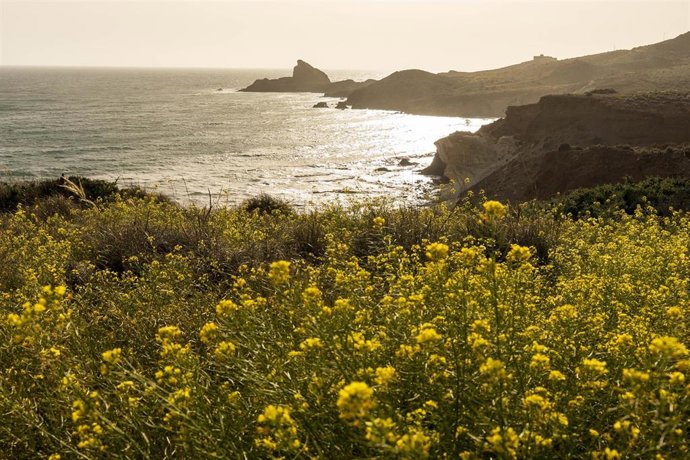 Floración de herbáceas amarillas en el litoral del Parque Natural Cabo de Gata-Níjar (Almería).