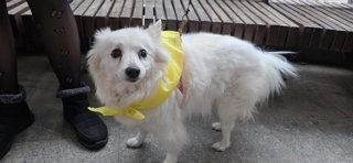 Riba-roja impulsa el 'Mocador Faller' para proteger a las mascotas sensibles al ruido