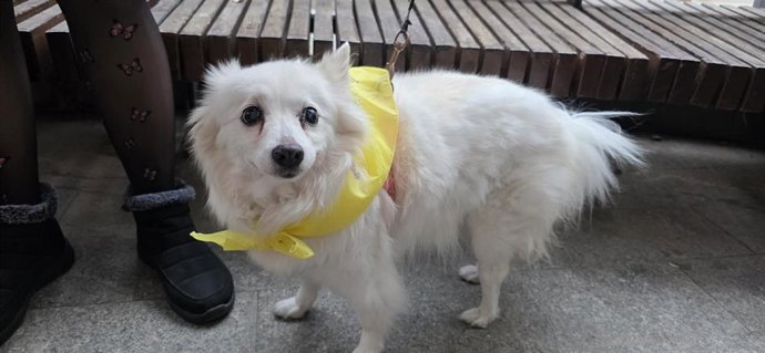 Riba-roja impulsa el 'Mocador Faller' para proteger a las mascotas sensibles al ruido