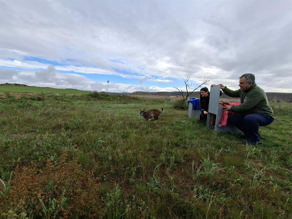 El consejero de Medio Ambiente, Universidades, Investigación y Mar Menor, Juan María Vázquez, durante la liberación esta mañana de dos ejemplares de lince ibérico en las Tierras Altas de Lorca; y junto a los invitados a la liberación