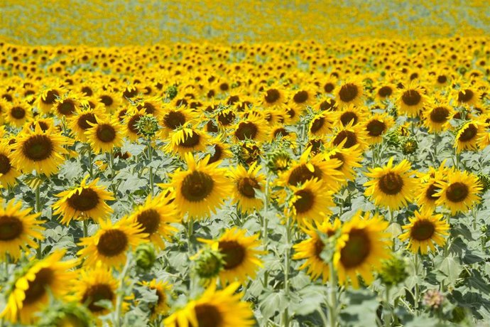 Archivo - Imágenes de un campo de girasoles 