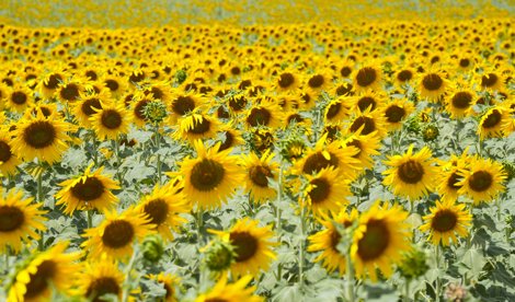 EpAgro - Unión Europea