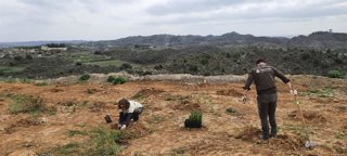 Reforestación del antiguo vertedero municipal de San Esteban de Litera (Huesca) con diversas especies de árboles