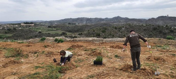 Reforestación del antiguo vertedero municipal de San Esteban de Litera (Huesca) con diversas especies de árboles