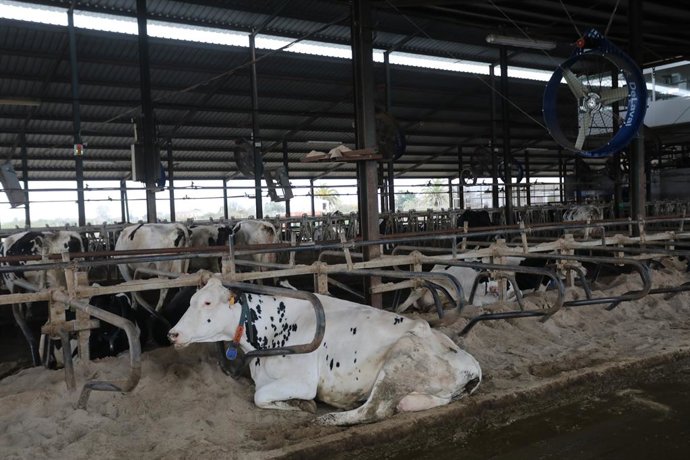 Archivo - Una vaca lechera, de la raza bovina frisona, en las instalaciones de la granja.
