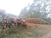 Foto: El sector urge la aprobación del Plan Forestal, que considera "bueno para la empresa y para el monte"
