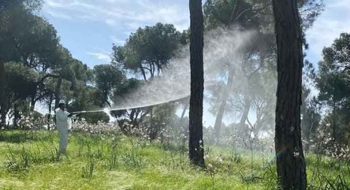 Tratamiento contra la procesionaria del pino en Alcalá de Guadaíra (Sevilla)