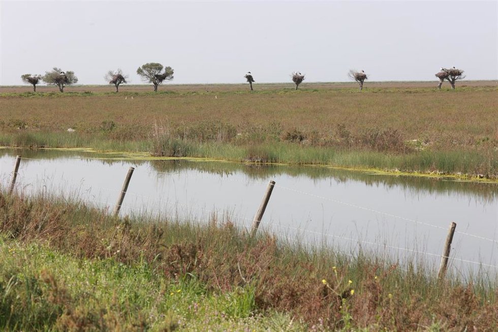 Imagen de la finca Veta la Palma en el Espacio Natural de Doñana. A 2 de marzo de 2026 en Puebla del Río, Sevilla (Andalucía, España). 