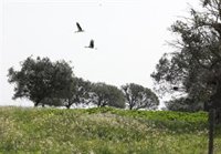 MITECO asegura actuar dentro de sus competencias para cerrar pozos ilegales en Doñana tras la demanda de Fiscalía de AN