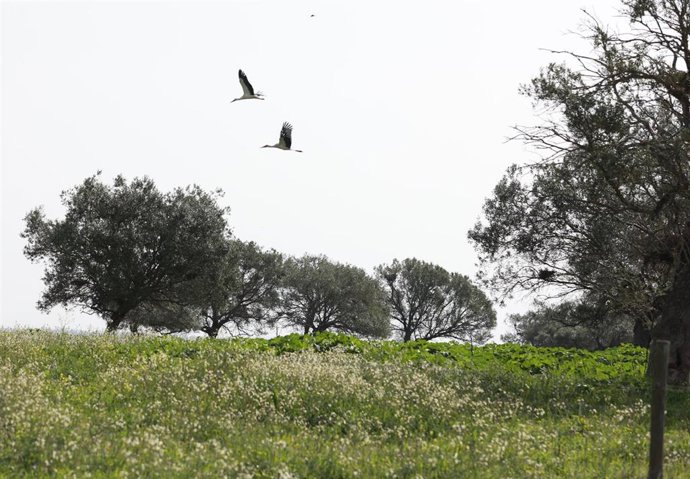 Imagen de la finca Veta la Palma en el Espacio Natural de Doñana. A 2 de marzo de 2026 en Puebla del Río, Sevilla (Andalucía, España). 