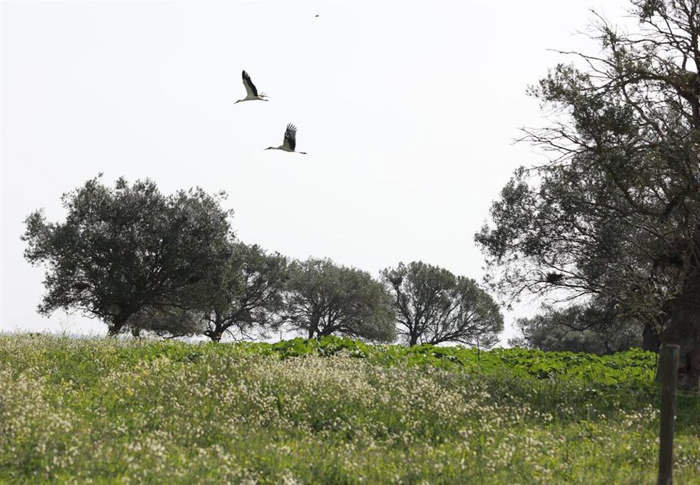 Imagen de la finca Veta la Palma en el Espacio Natural de Doñana. A 2 de marzo de 2026 en Puebla del Río, Sevilla (Andalucía, España). 
