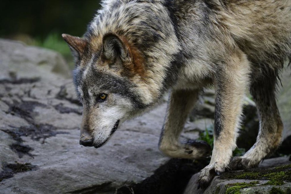 Lobo.
