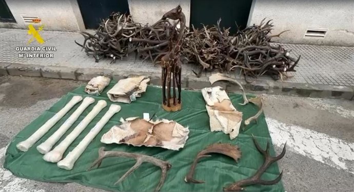Incautadas en Cádiz diferentes piezas de animales protegidos procedentes de África.