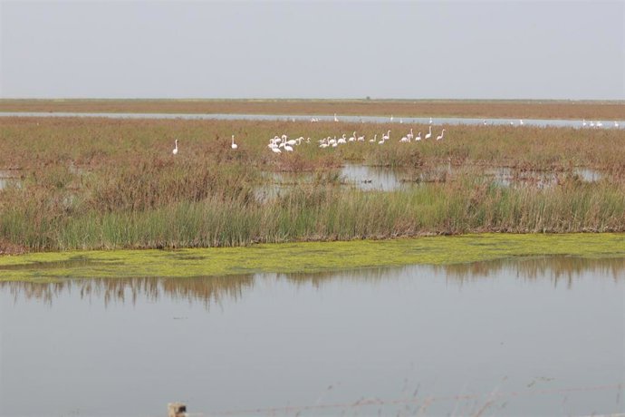 Imagen de la finca Veta la Palma en el Espacio Natural de Doñana. A 2 de marzo de 2026 en Puebla del Río, Sevilla (Andalucía, España). 