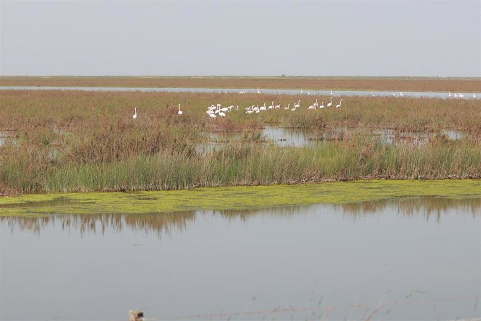 Imagen de la finca Veta la Palma en el Espacio Natural de Doñana. A 2 de marzo de 2026 en Puebla del Río, Sevilla (Andalucía, España). 