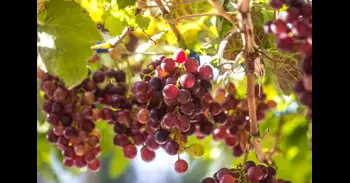 La Junta notifica que las ayudas para reestructuración y reconversión de viñedo se pueden solicitar hasta el 19 de marzo