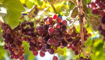 Es Andalucía - Sevilla