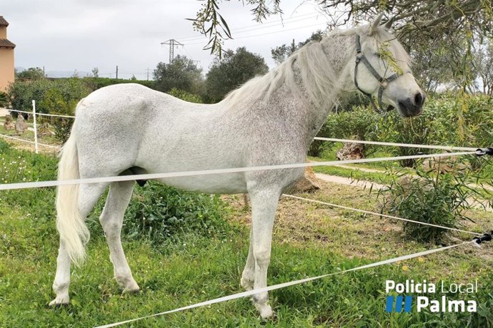 Latino, un pura raza española recientemente jubilado tras dos décadas formando parte de la Unidad Montada de la Policía Local de Palma.