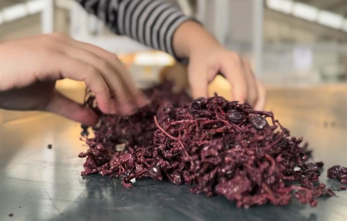 Proyecto Hiperorujos