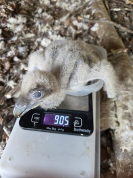 Segundo pollo de quebrantahuesos nacido en Jerez de la Frontera
