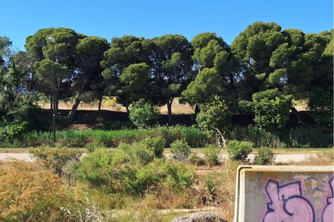 Plataforma Canal Imperial Natural, SEO/BirdLife, ANSAR y Ecologistas en Acción advierten de que la construcción del puente anunciado desde la calle Hydra destruiría la vegetación del Canal.