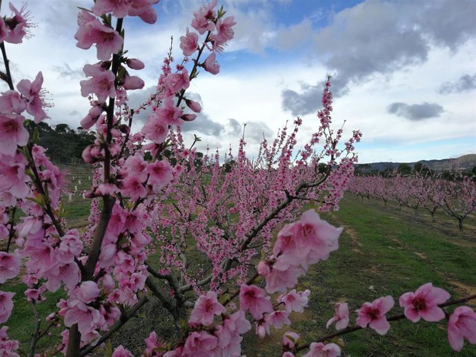Archivo - Melocotoneros en flor.