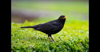 ¿Un mirlo visita tu jardín regularmente? Esto es lo que significa