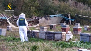 Detenido por robar 112 colmenas de abejas en La Canal de Navarrés, con un valor de 10.000 euros
