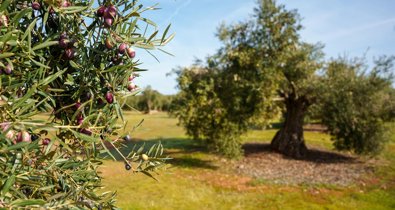 Es Andalucía - Sevilla